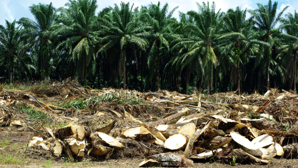 palm forest master 2560 palm forest master 2560