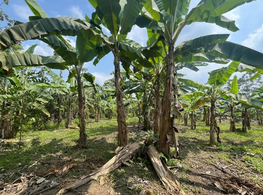 Biomass Sourcing